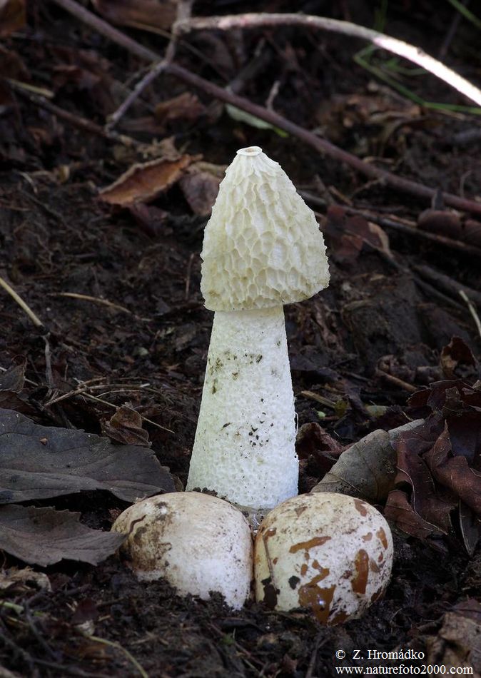 Common Stinkhorn, Phallus impudicus, Phallaceae (Mushrooms, Fungi)